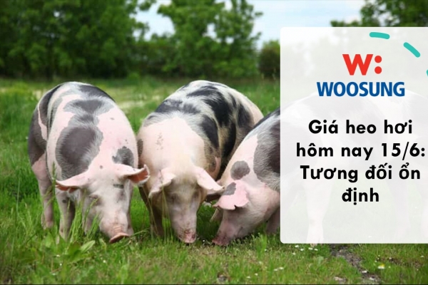 Giá heo hơi hôm nay 15/6: Tương đối ổn định