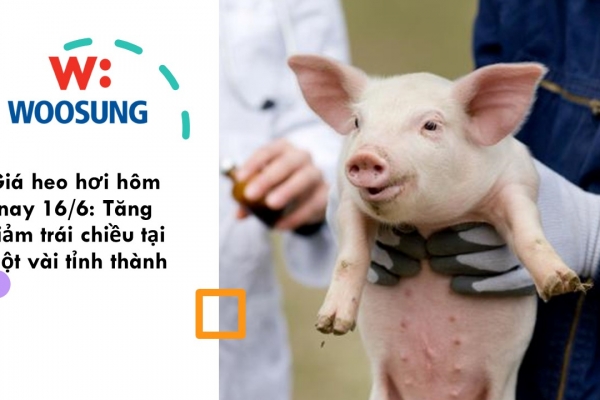 Giá heo hơi hôm nay 16/6: Tăng giảm trái chiều tại một vài tỉnh thànhGiá heo hơi hôm nay 16/6: Tăng giảm trái chiều tại một vài tỉnh thành