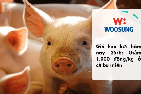 Giá heo hơi hôm nay 25/6: Giảm 1.000 đồng/kg ở cả ba miền