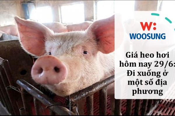 Giá heo hơi hôm nay 29/6: Đi xuống ở một số địa phương