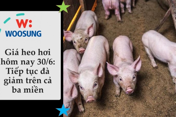 Giá heo hơi hôm nay 30/6: Tiếp tục đà giảm trên cả ba miền
