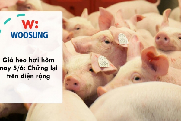 Giá heo hơi hôm nay 5/6: Chững lại trên diện rộng