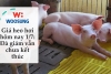 Giá heo hơi hôm nay 1/7: Đà giảm vẫn chưa kết thúc