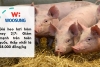 Giá heo hơi hôm nay 2/7: Giảm mạnh trên toàn quốc, thấp nhất là 58.000 đồng/kg