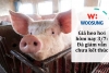 Giá heo hơi hôm nay 3/7: Đà giảm vẫn chưa kết thúc