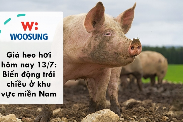 Giá heo hơi hôm nay 13/7: Biến động trái chiều ở khu vực miền Nam