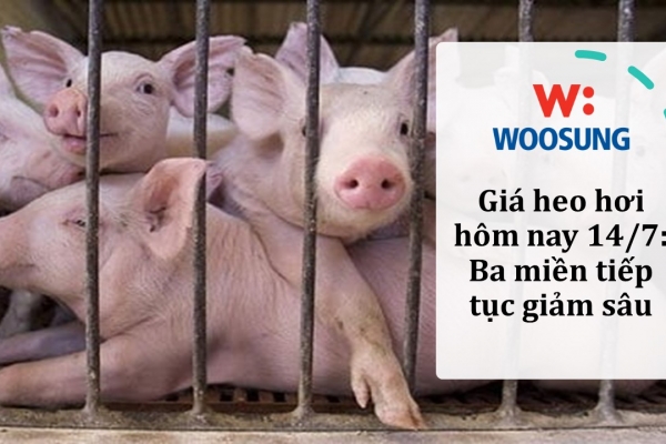 Giá heo hơi hôm nay 14/7: Ba miền tiếp tục giảm sâu