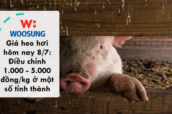 Giá heo hơi hôm nay 8/7: Điều chỉnh 1.000 - 5.000 đồng/kg ở một số tỉnh thành
