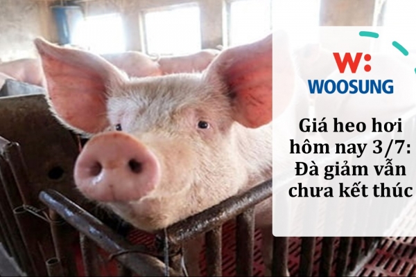 Giá heo hơi hôm nay 3/7: Đà giảm vẫn chưa kết thúc