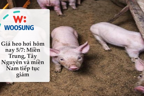 Giá heo hơi hôm nay 5/7: Miền Trung, Tây Nguyên và miền Nam tiếp tục giảm
