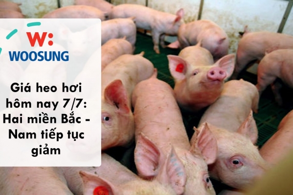 Giá heo hơi hôm nay 7/7: Hai miền Bắc - Nam tiếp tục giảm