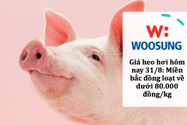 Giá heo hơi hôm nay 31/8: Miền bắc đồng loạt về dưới 80.000 đồng/kg
