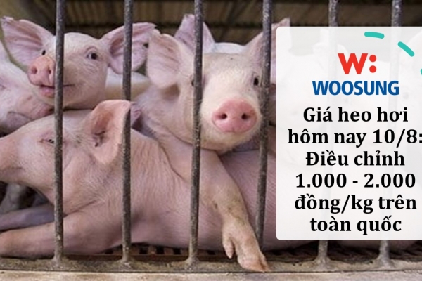 Giá heo hơi hôm nay 10/8: Điều chỉnh 1.000 - 2.000 đồng/kg trên toàn quốc