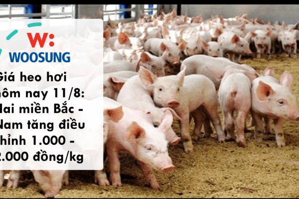 Giá heo hơi hôm nay 11/8: Hai miền Bắc - Nam tăng điều chỉnh 1.000 - 2.000 đồng/kg