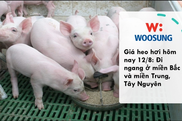 Giá heo hơi hôm nay 12/8: Đi ngang ở miền Bắc và miền Trung, Tây Nguyên