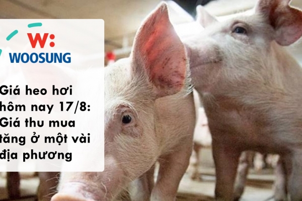 Giá heo hơi hôm nay 17/8: Giá thu mua tăng ở một vài địa phương
