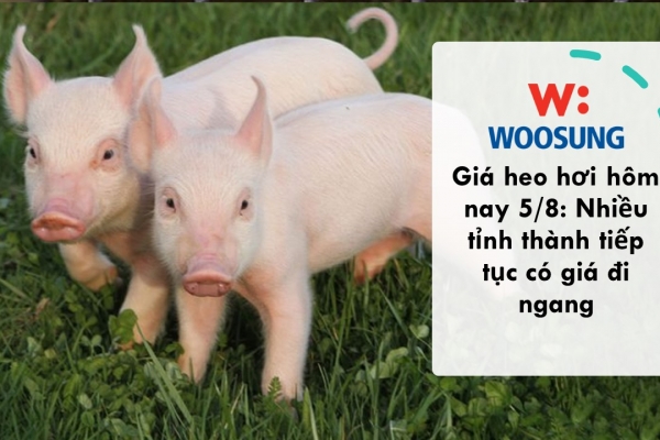 Giá heo hơi hôm nay 5/8: Nhiều tỉnh thành tiếp tục có giá đi ngang