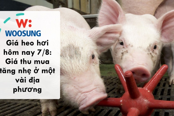 Giá heo hơi hôm nay 7/8: Giá thu mua tăng nhẹ ở một vài địa phương