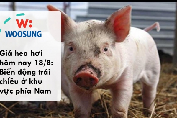 Giá heo hơi hôm nay 18/8: Biến động trái chiều ở khu vực phía Nam