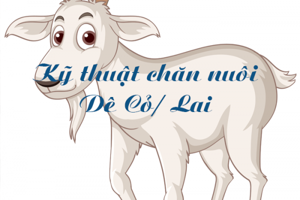 Kỹ thuật chăn nuôi dê cỏ, dê lai