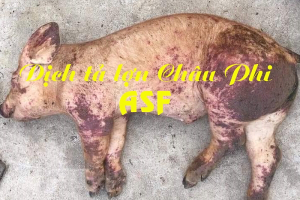 Dịch tả lợn Châu Phi có biểu hiện như thế nào và cách phòng tránh?