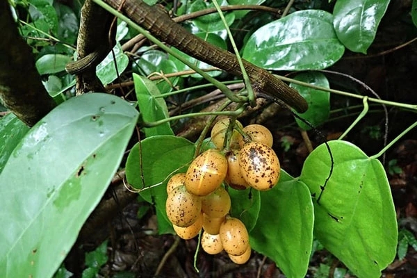 Các giải pháp thay thế kháng sinh