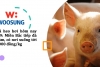 Giá heo hơi hôm nay 1/9: Miền Bắc tiếp đà giảm, có nơi xuống tới 6.000 đồng/kg