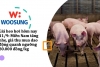 Giá heo hơi hôm nay 11/9: Miền Nam tăng nhẹ, giá thu mua dao động quanh ngưỡng 80.000 đồng/kg