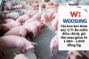 Giá heo hơi hôm nay 3/9: Ba miền điều chỉnh, giá thu mua giảm từ 1.000 - 2.000 đồng/kg