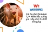 Giá heo hơi hôm nay 7/9: Miền Bắc xuống giá, thấp nhất 74.000 đồng/kg