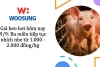 Giá heo hơi hôm nay 9/9: Ba miền tiếp tục nhích nhẹ từ 1.000 - 2.000 đồng/kg