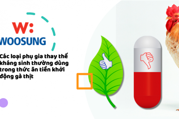 Các loại phụ gia thay thế kháng sinh thường dùng trong thức ăn tiền khởi động gà thịt