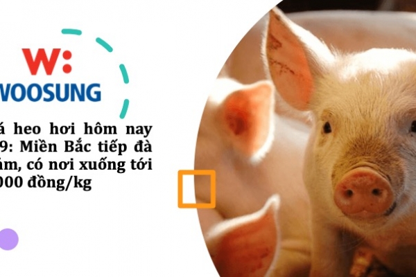 Giá heo hơi hôm nay 1/9: Miền Bắc tiếp đà giảm, có nơi xuống tới 6.000 đồng/kg