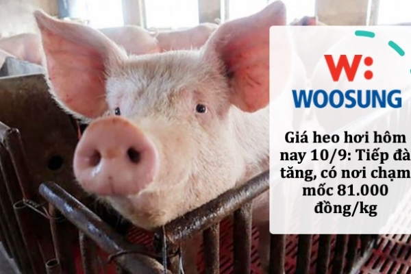 Giá heo hơi hôm nay 10/9: Tiếp đà tăng, có nơi chạm mốc 81.000 đồng/kg