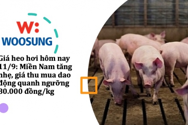 Giá heo hơi hôm nay 11/9: Miền Nam tăng nhẹ, giá thu mua dao động quanh ngưỡng 80.000 đồng/kg