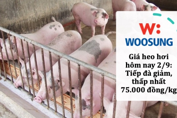 Giá heo hơi hôm nay 2/9: Tiếp đà giảm, thấp nhất 75.000 đồng/kg