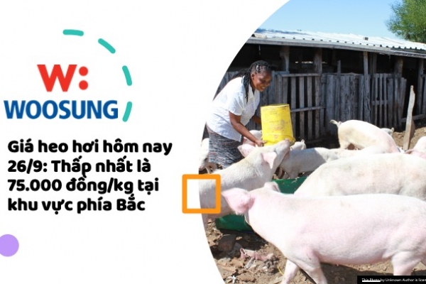Giá heo hơi hôm nay 26/9: Thấp nhất là 75.000 đồng/kg tại khu vực phía Bắc