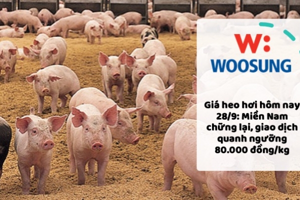 Giá heo hơi hôm nay 28/9: Miền Nam chững lại, giao dịch quanh ngưỡng 80.000 đồng/kg