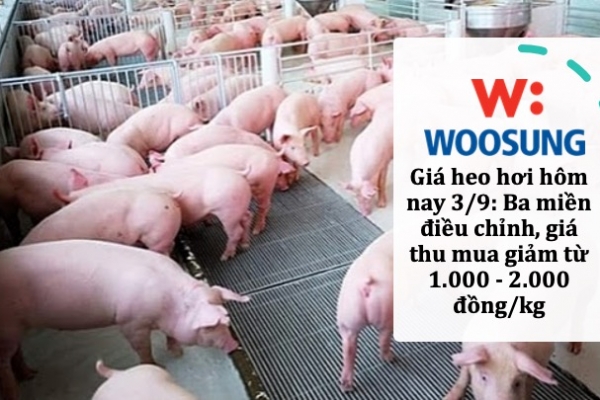 Giá heo hơi hôm nay 3/9: Ba miền điều chỉnh, giá thu mua giảm từ 1.000 - 2.000 đồng/kg