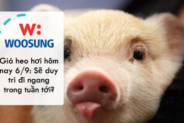 Giá heo hơi hôm nay 6/9: Sẽ duy trì đi ngang trong tuần tới?