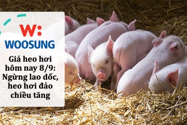 Giá heo hơi hôm nay 8/9: Ngừng lao dốc, heo hơi đảo chiều tăng