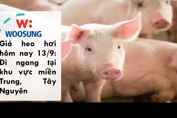 Giá heo hơi hôm nay 13/9: Đi ngang tại khu vực miền Trung, Tây Nguyên