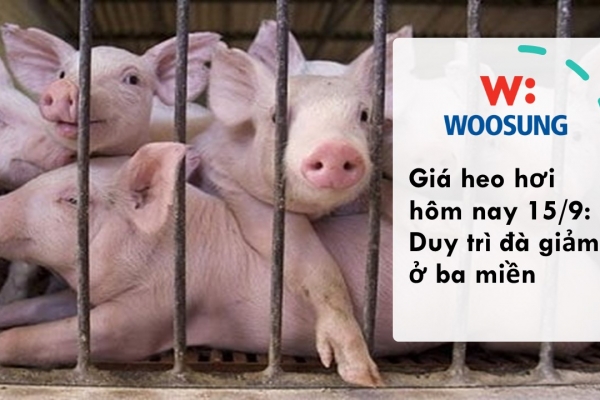 Giá heo hơi hôm nay 15/9: Duy trì đà giảm ở ba miền