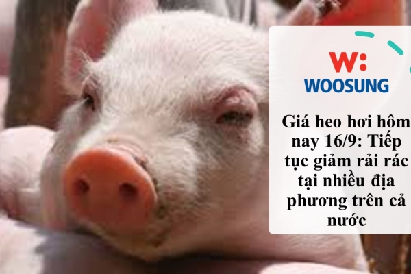 Giá heo hơi hôm nay 16/9: Tiếp tục giảm rải rác tại nhiều địa phương trên cả nước