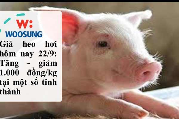 Giá heo hơi hôm nay 22/9: Tăng - giảm 1.000 đồng/kg tại một số tỉnh thành