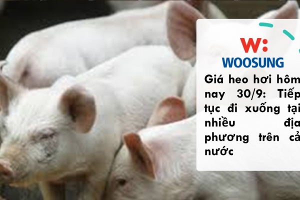 Giá heo hơi hôm nay 30/9: Tiếp tục đi xuống tại nhiều địa phương trên cả nước