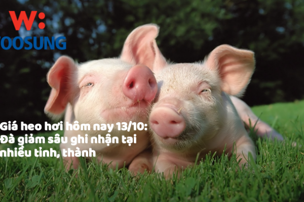 Giá heo hơi hôm nay 13/10: Đà giảm sâu ghi nhận tại nhiều tỉnh, thành