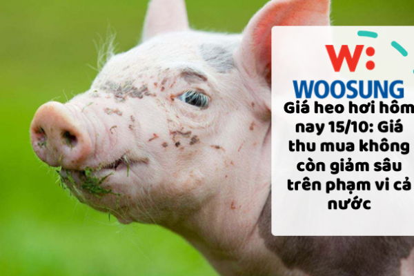 Giá heo hơi hôm nay 15/10: Giá thu mua không còn giảm sâu trên phạm vi cả nước