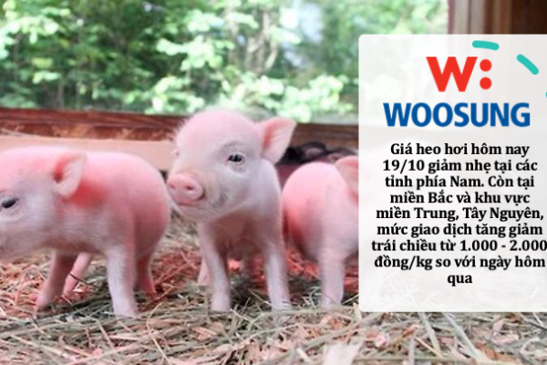 Giá heo hơi hôm nay 19/10: Mức thu mua điều chỉnh từ 1.000 - 2.000 đồng/kg trên toàn quốc