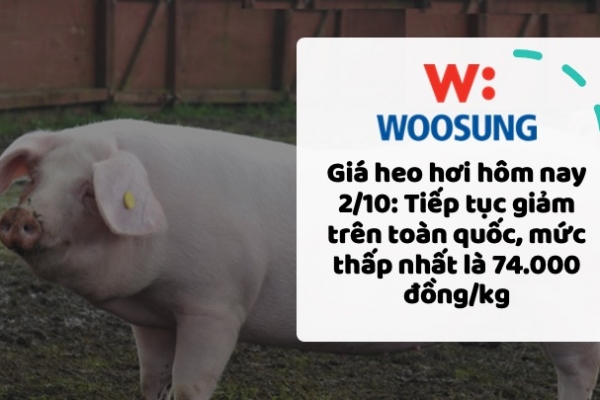 Giá heo hơi hôm nay 2/10: Tiếp tục giảm trên toàn quốc, mức thấp nhất là 74.000 đồng/kg